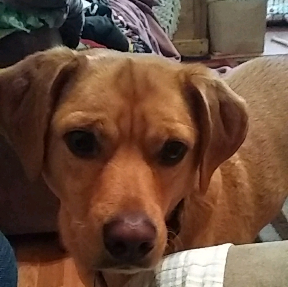 Meet your Posher, Lynette